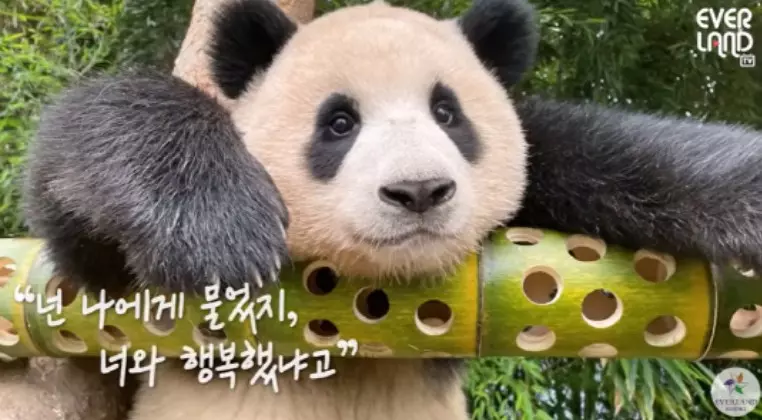 푸바오 행복