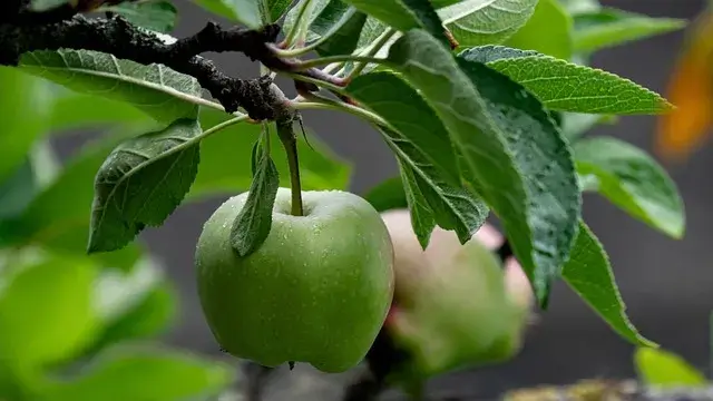 농산물 품질관리사 취업 