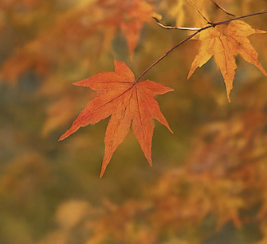 상강