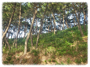 도비산