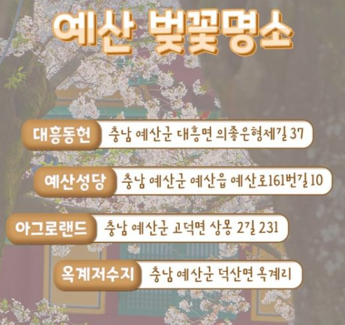 충남-충청남도-벚꽃-개화-축제-명소-시기-추천-당진-서산-태안-예산-드라이브-장소