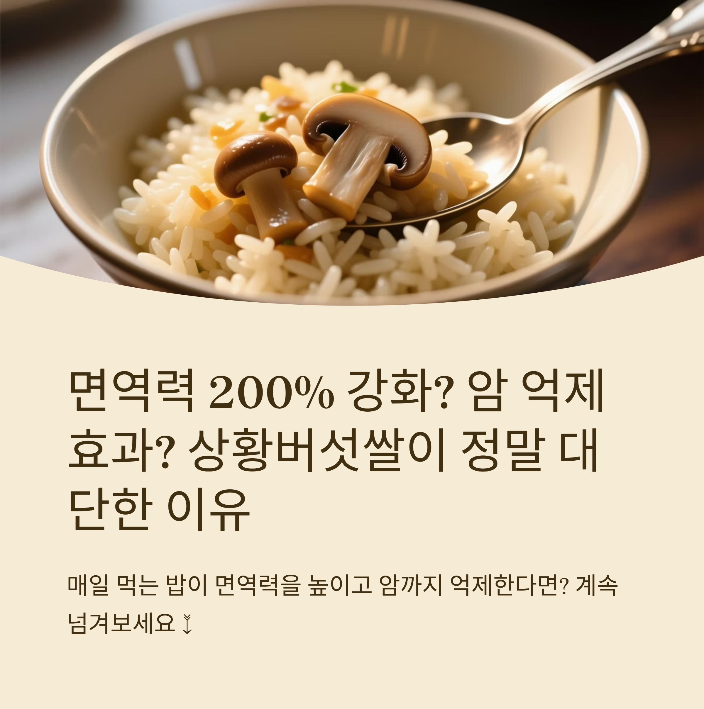 상황버섯쌀로 면역력 200% 강화, 암 억제 연구와 실제 후기까지 총정리