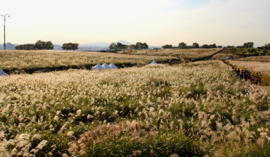 2024년 서울 억새 축제 일정