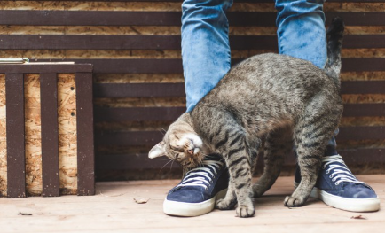 냄새를 문지르는 고양이
