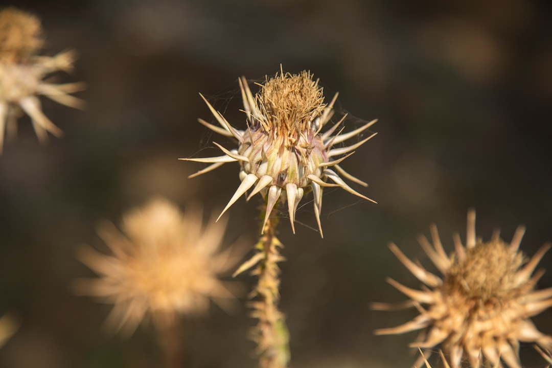 Thorn