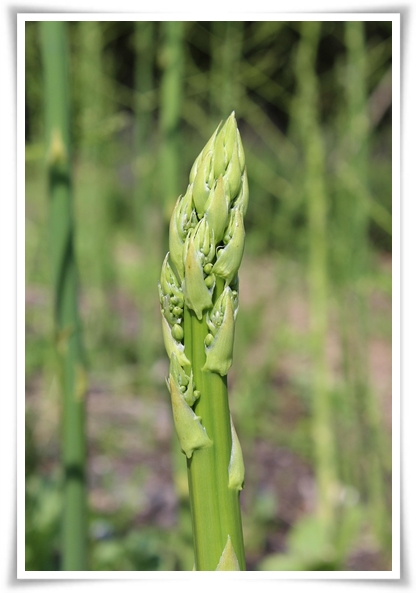 텃밭 "아스파라거스 기르기" 한 번 심으면 10년 동안 거두는 황금 채소!