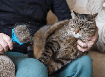 장모종고양이털관리