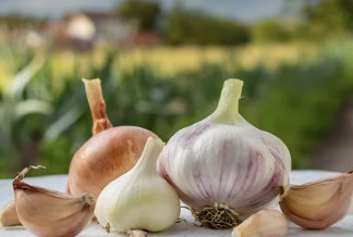 마늘과 양파