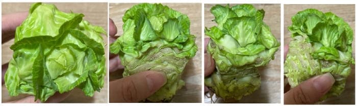 양배추-물꽂이10일차