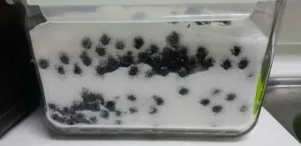 아로니아 효소만드는법과 효능효과 부작용 꽃 엑기스 활용법_12