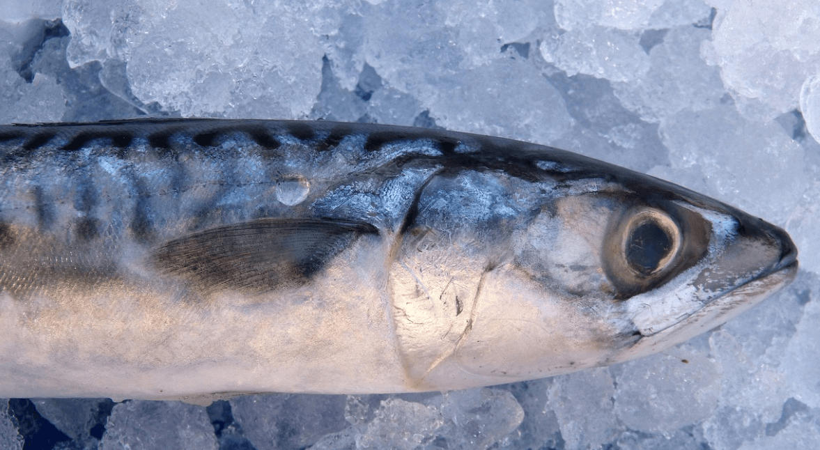 고등어 효능과 관련된 고등어와 생선 사진 - 4