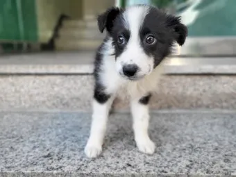 보더콜리분양가 2024년 가격 정보와 분양 팁_9