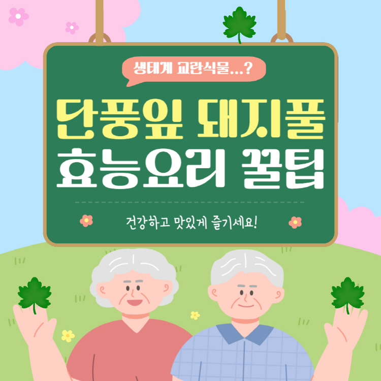 단풍잎 돼지풀 효능, 안전하게 먹는 법과 요리 레시피 꿀팁