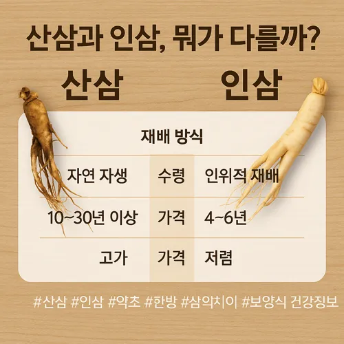 산삼과 인삼 비교 인포그래픽