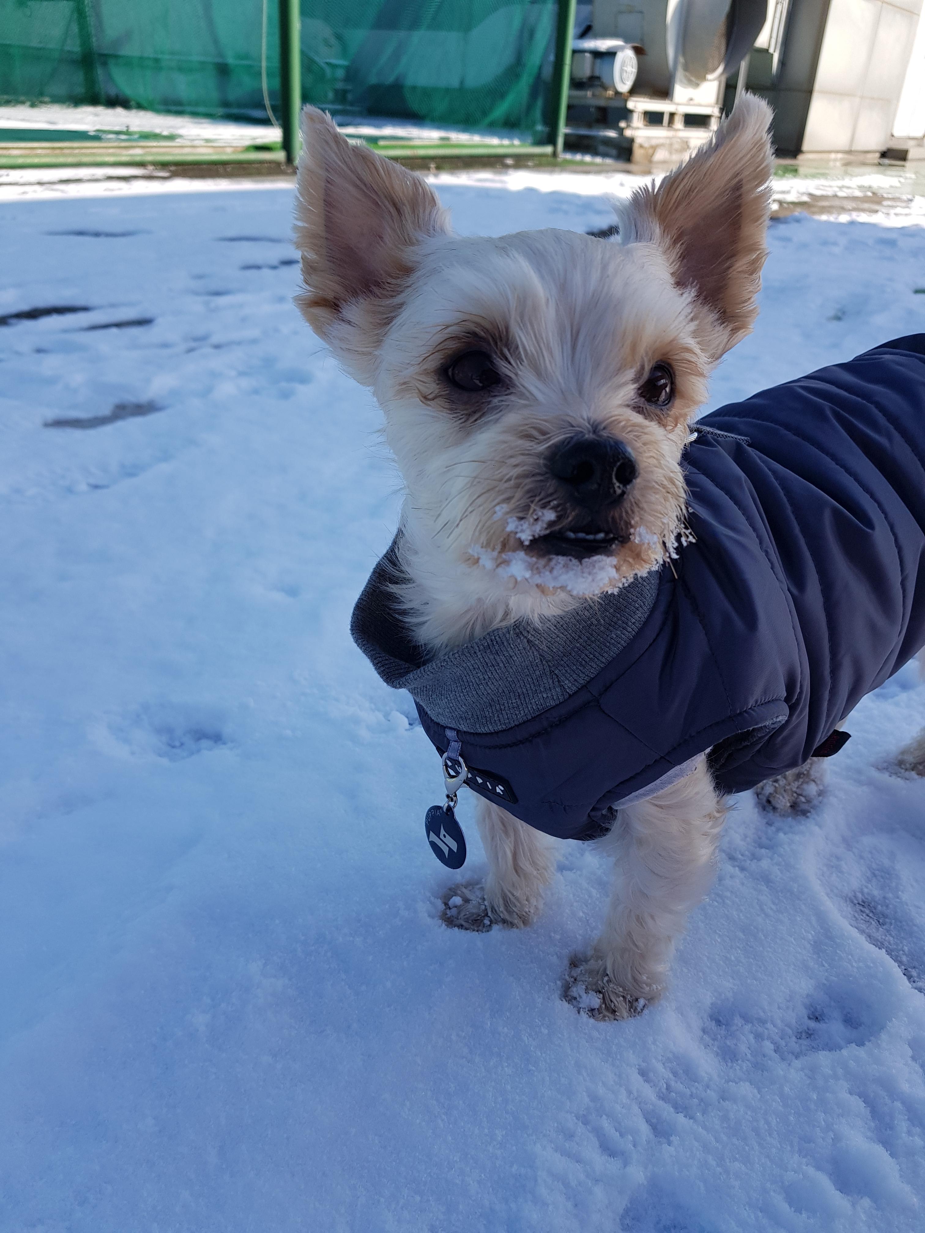 산책시 주워 먹는 강아지 모습