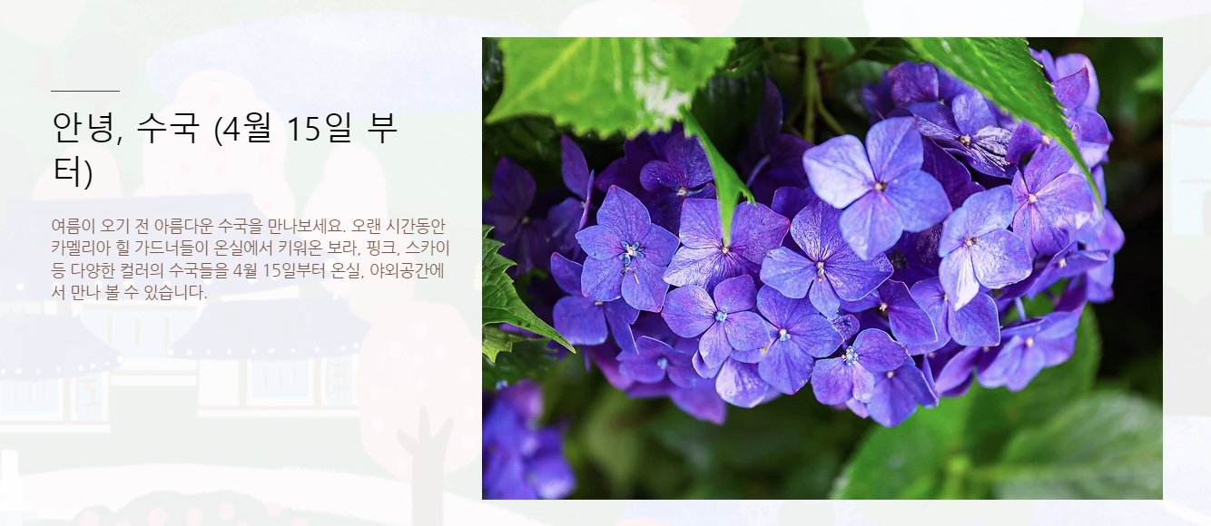 카멜리아힐_수국