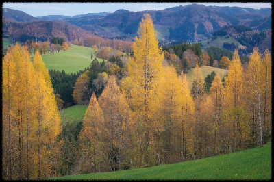 가족모임 스트레스, 중학생 정서에 미치는 영향 (비교, 원인, 해법)