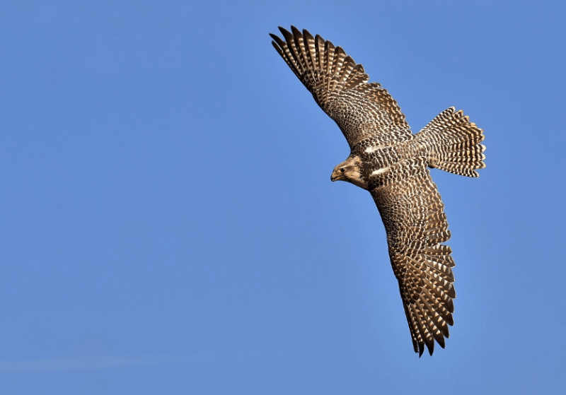 하늘을 높이 날고 있는 매 사진