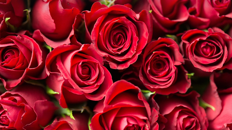 식물재료의 이용 형태별 분류