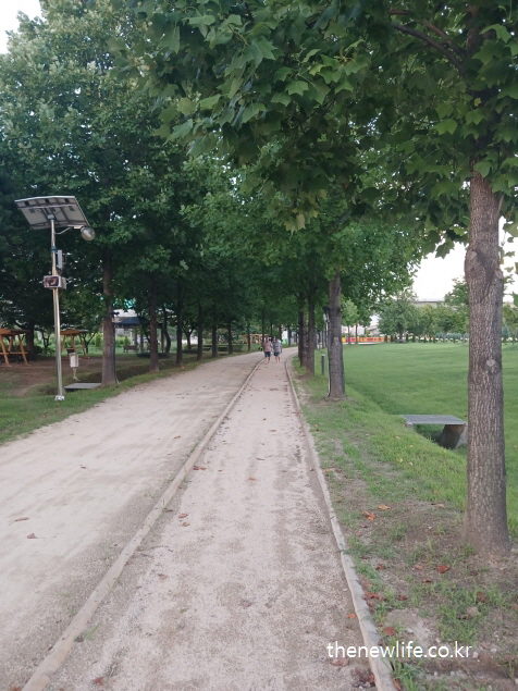 나무 아래 조성된 구리 한강시민공원 어싱 전용 흙길, 실제 시민들이 어싱 효과를 누리는 장면