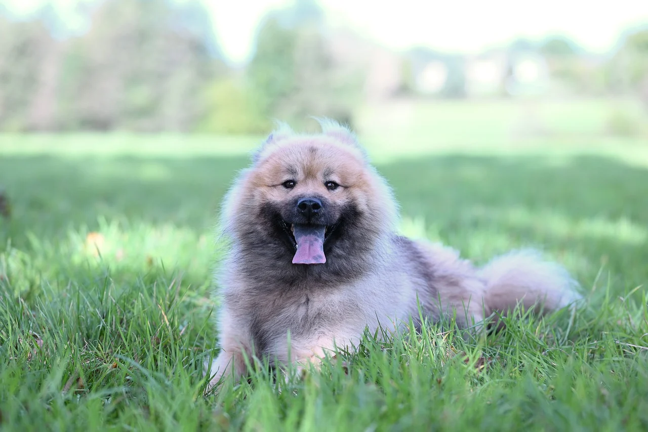 풀밭에 있는 강아지