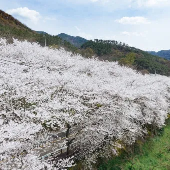 구례 가볼만한곳 베스트10 섬진강 벚꽃길 사성암 드라이브_24