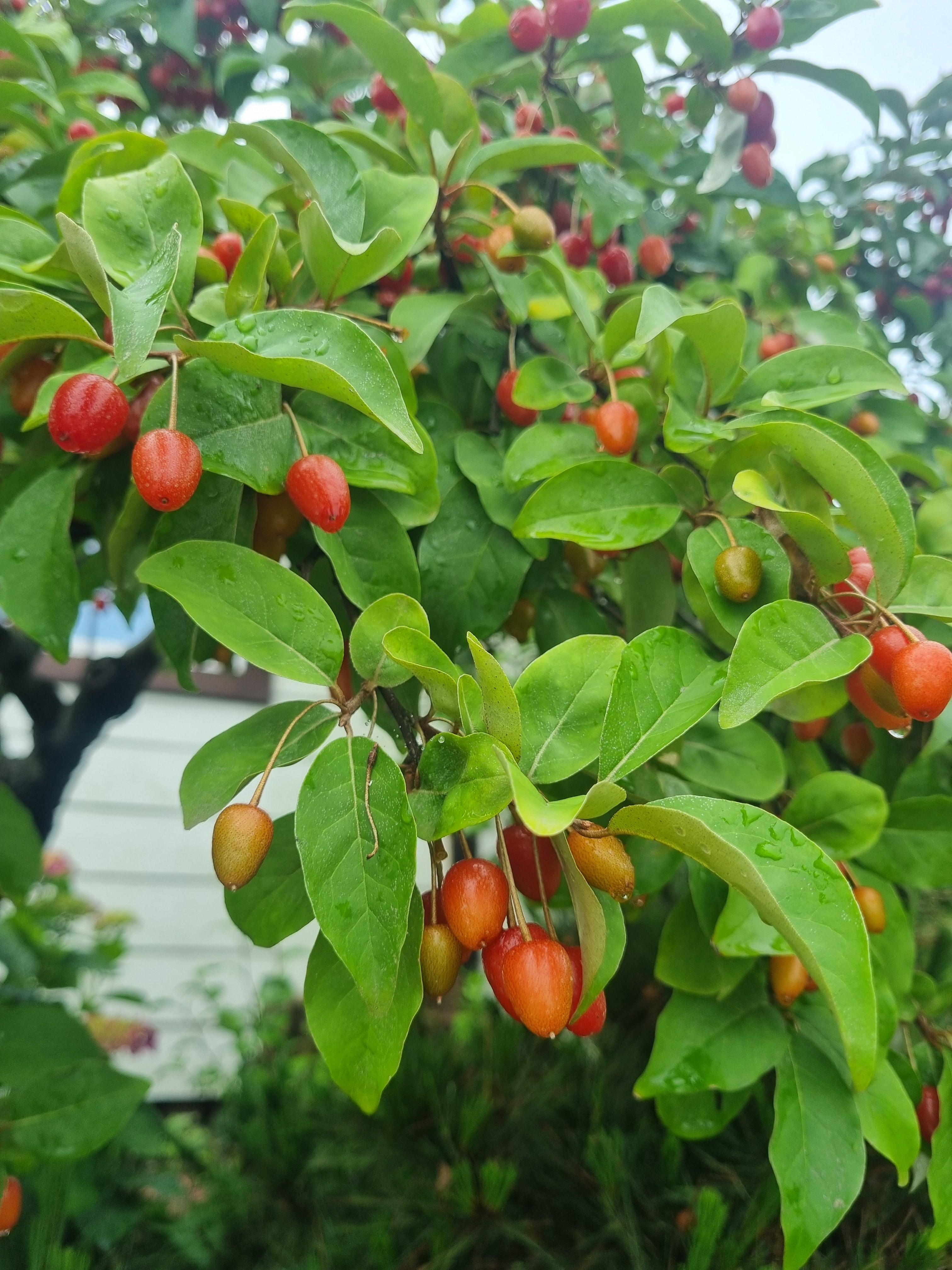 빨갛게 익은 보리수 열매, 전통적인 기관지 건강 차 재료