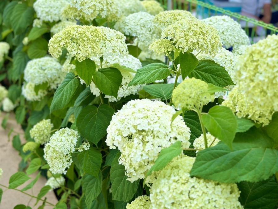 유구색동수국정원 수국축제