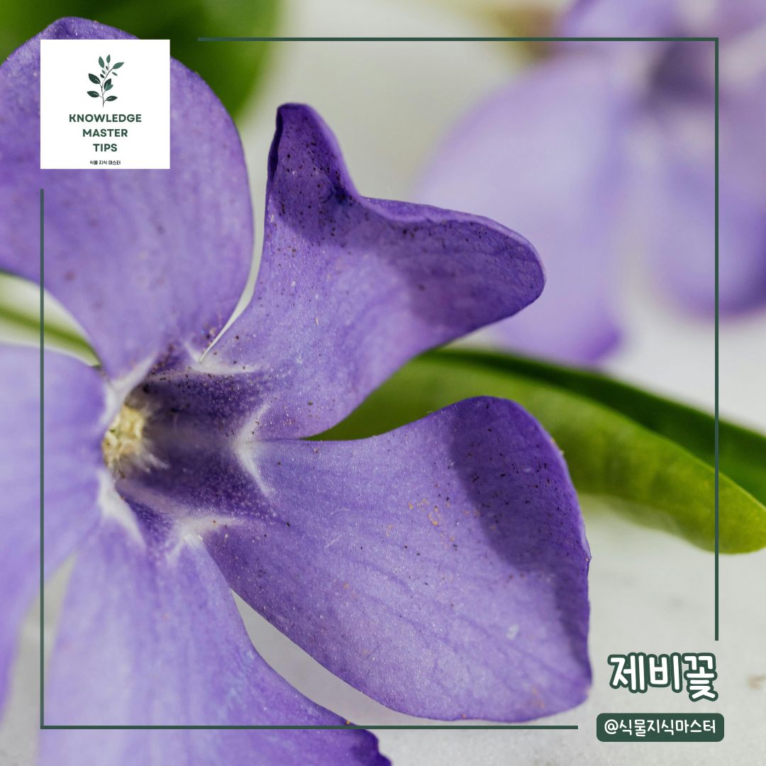 추위에 강한 식물, 제비꽃