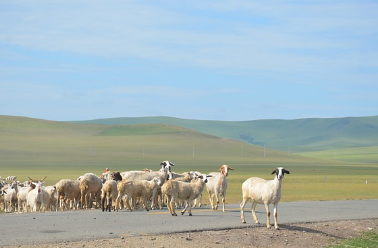몽골 울란바토르 7월 날씨, 옷차림