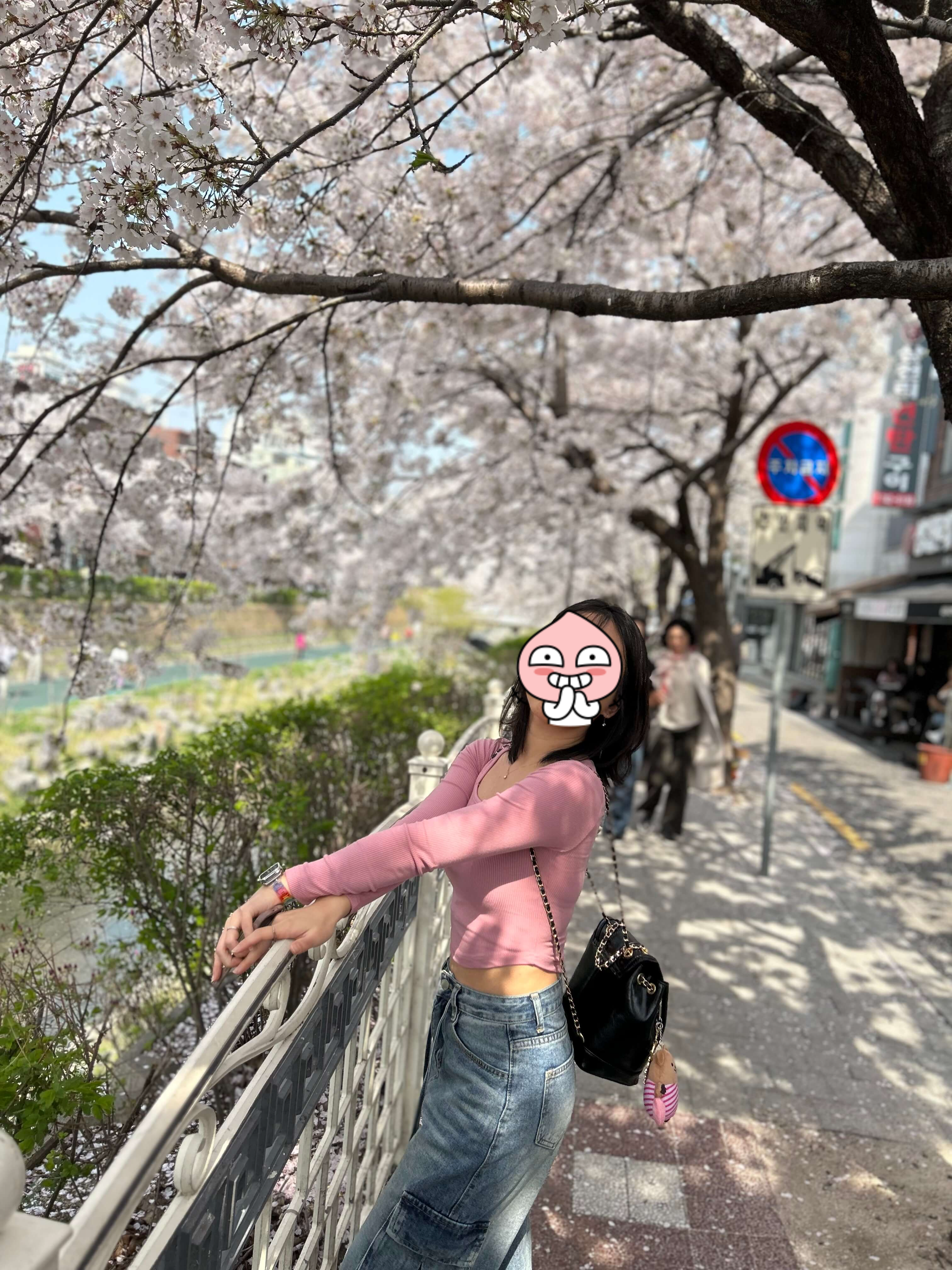 서울시내벚꽃명소 성북천에서 벚꽃놀이