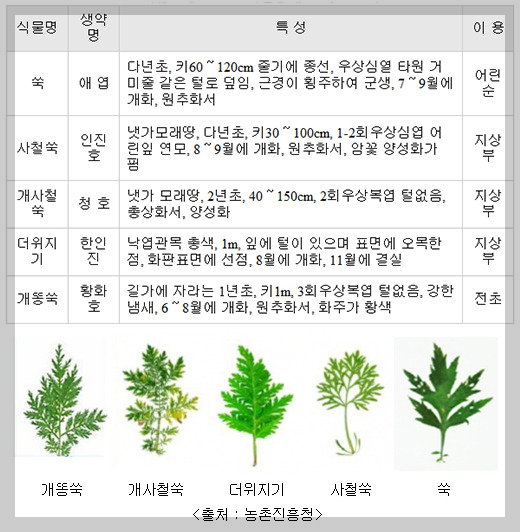 쑥 비교