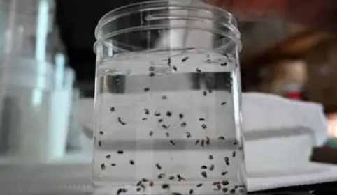 초파리 없애는 방법