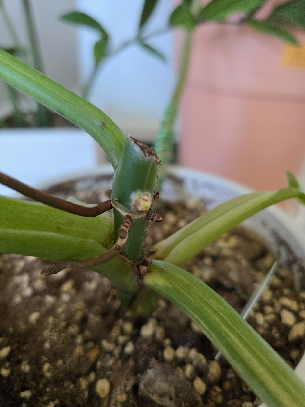 2주가지난뒤 새순이나와요