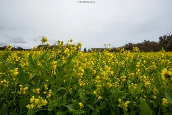 유채 재배 가을 파종 겨울 보온 봄 개화_4