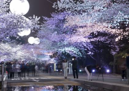 렛츠런파크 야경 벚꽃 축제