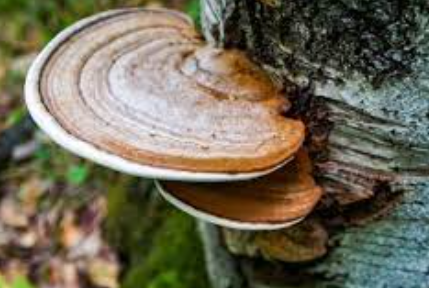 차가버섯이 나무에서 자라고 있는 모습