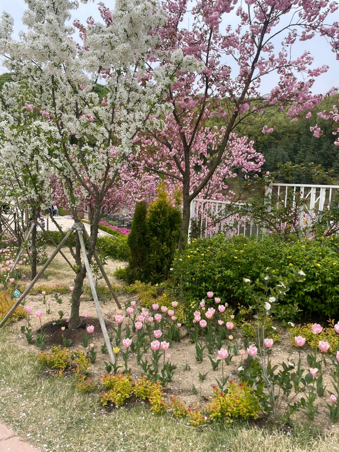 용인 자작나무숲 베툴라 대형 베이커피 카페