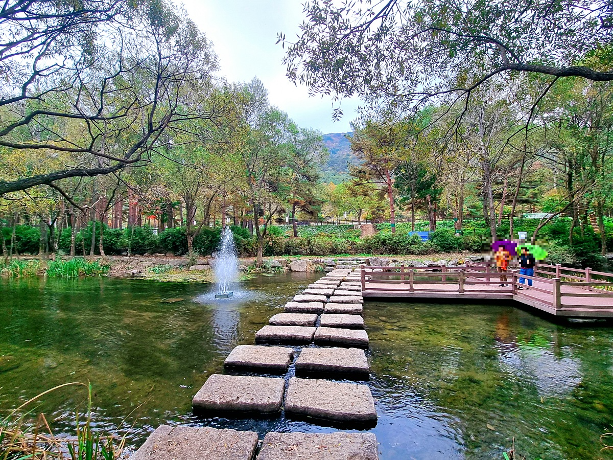 다시 찾아간 2024 인제 가을꽃축제: 국화&amp;#44; 야생화&amp;#44; 수변산책로&amp;#44; 숲 속 꽃길의 매력