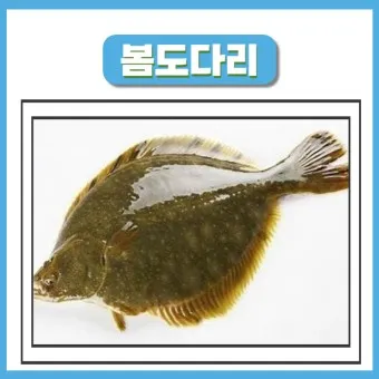봄 도다리 제철 효능 레시피_23