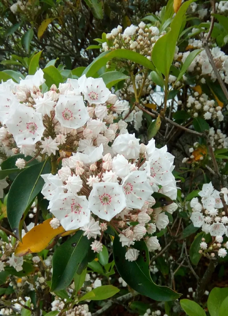 [정원수목]모기&middot;해충 줄이는 정원수 추천 10가지