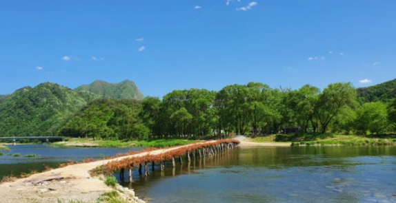 영월 섶다리의 여름