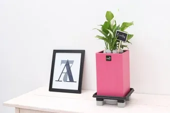 실내식물 물 주는 시간대 아침저녁차이 과습예방 통풍맞춰 관리_7