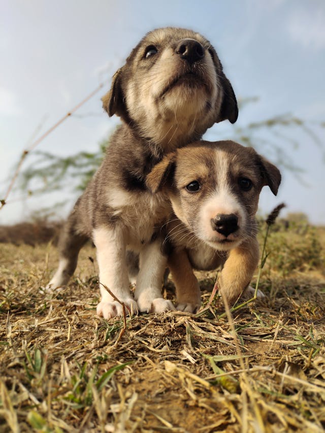 취약계층 반려동물 의료비 지원사업 &lsquo;우리동네 동물병원&rsquo; 완전정리