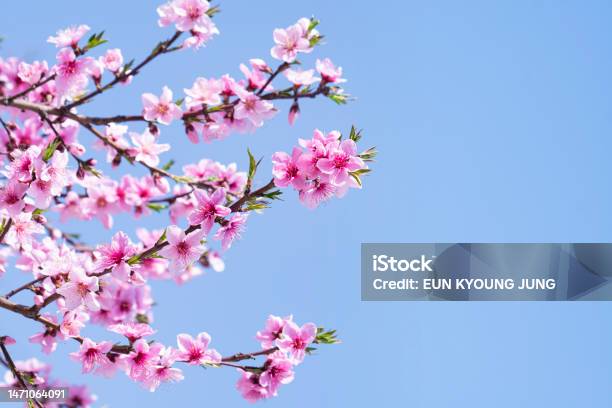 정묘일주