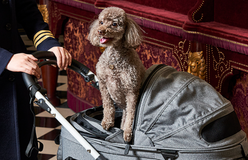 펫캉스 가능한 호텔 BEST 5