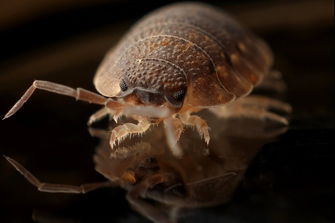 빈대를-확대한-사진입니다.