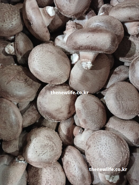 천연 필터 역할을 하는 고지혈증에 좋은 음식 표고버섯 실사진