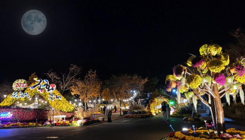 월출산 국화축제