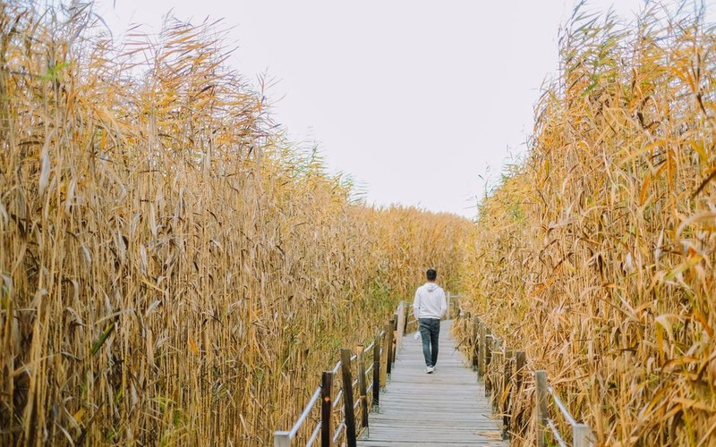 🌾 순천만습지 갈대밭, 입장료, 갈대축제 일정과 알뜰 관람 코스 총정리